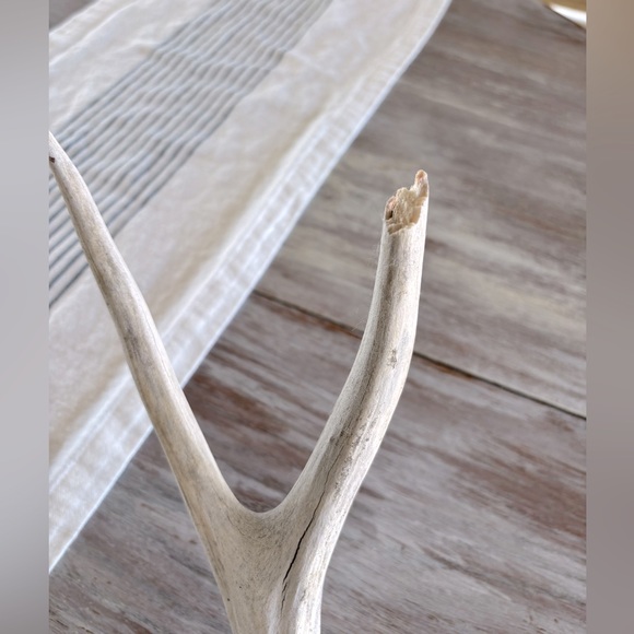 🌿🦌 Real Natural Deer Antlers - Picture 4 of 9